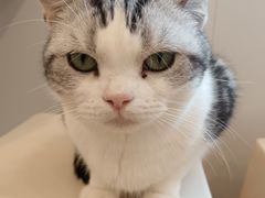 -有喵·猫咖·狗咖·40+猫狗有小奶狗(岗厦店)