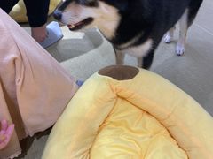-逗柴咖啡屋·狗咖猫咖宠物桌游
