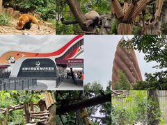 -成都大熊猫繁育研究基地