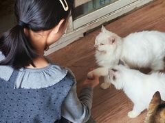 -楼上猫咖(罗湖店)