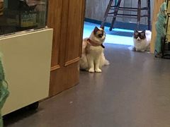 -猫色咖啡·猫咖