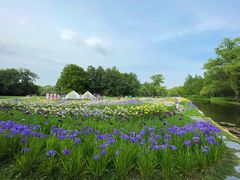 -上海共青森林公园