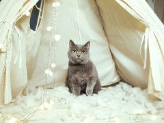 -超宠爱宠物摄影-Super pet