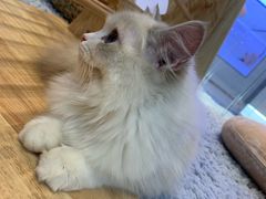 -momokira米努特·德文卷毛猫·棉花面纱犬