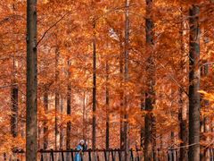 -黄海国家森林公园