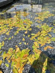 -久匠半永久纹眉