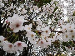 -高东镇樱花园