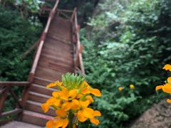 -大岭沟猕猴桃谷风景区