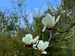 -顾村公园