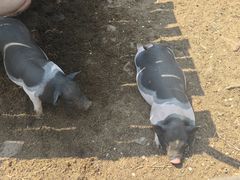 -清风小镇闯关东影视基地