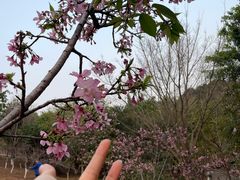 -聚龙山公园