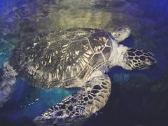 -大连圣亚海洋世界