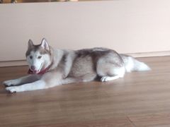 -Husky Go! 哈士奇体验馆·宠物咖啡厅狗咖