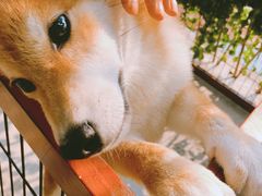 -柴犬高等学院·狗咖·柴犬售卖·宠物训练