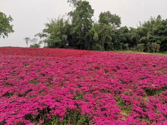 -保利石象湖景区