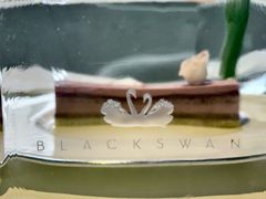 -BLACKSWAN黑天鹅(环球店)