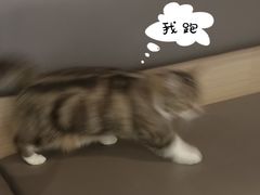 -喵园·猫主题咖啡厅·撸猫·猫咖(国贸店)