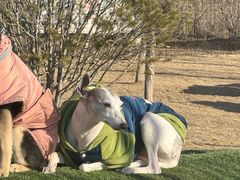 -爪吧宠物乐园 (温榆河示范区店)