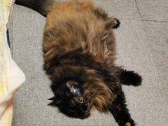 -纳吉亚猫专科动物诊疗中心(蒋宅口分院)