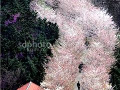 -樱花山风景区