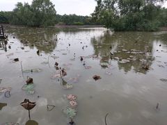 -大湾区中央湿地公园