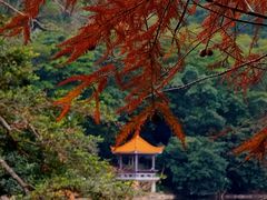 -深圳仙湖植物园