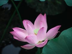 -荔湾湖公园
