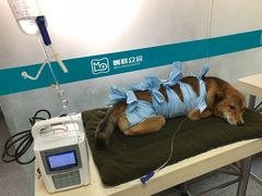 -美联众合动物医院·24h京西诊疗中心