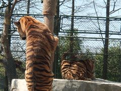 -上海野生动物园老虎餐厅