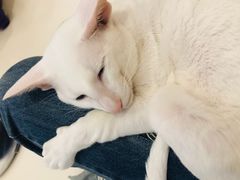 -飞行喵MR PILOT|猫舍·猫咖(静安大融城店)