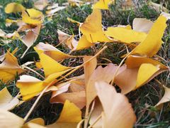 -四川大学(华西校区)