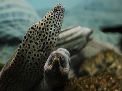 -泉州海丝野生动物世界