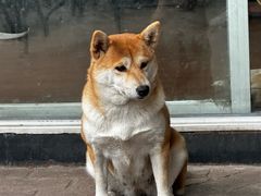 -柴犬高等学院·狗咖·柴犬售卖·宠物训练