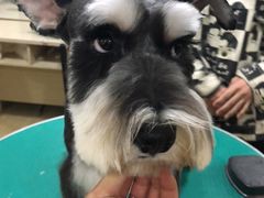 -优缇多格专业宠物美容师培训学校