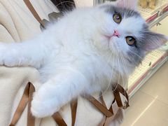 -lincat·猫舍(广州店)