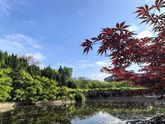 -嘉定紫藤园