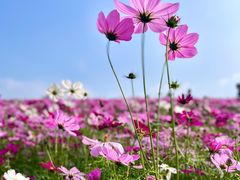 -花开海上生态园