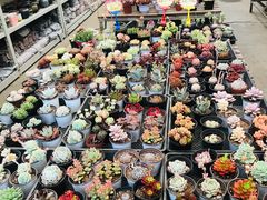 -金陵花卉交易市场