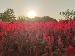 -东莞植物园