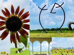 -西山漾湿地公园