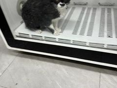 -瑞鹏宠物医院·超声·骨科·奇麟分院(蜀都万达店)