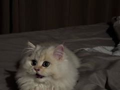 -宠颐生宠物医院·心肾内科·猫专科诊疗中心宠巢店