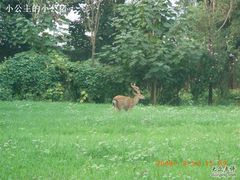 -北京麋鹿生态实验中心