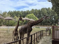 -北京野生动物园