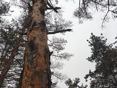 -帽儿山国家森林公园