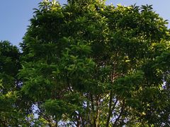 -东莞植物园