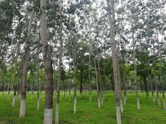 -大兴滨河森林公园