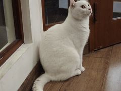 -有猫主题·治愈系猫咖(曾厝垵店)