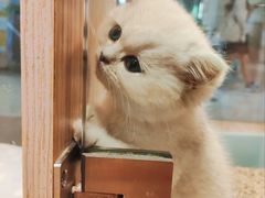 -屋虎猫馆(宝安大仟里店)