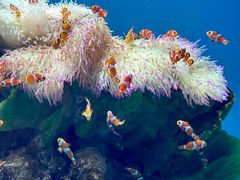 -海合安武汉极地海洋公园